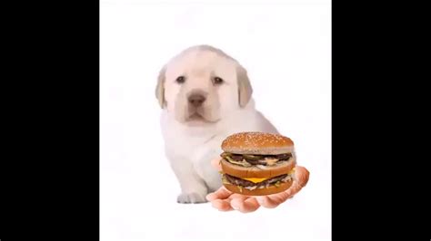 ¿quieres Un Hamburguesa Quieres Dog Meme Youtube