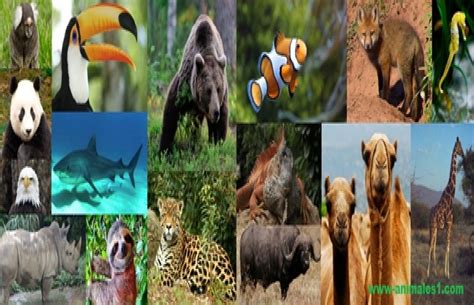 Animales En El Mundo Blog Aobre Todas Las Especies De Animales Lista