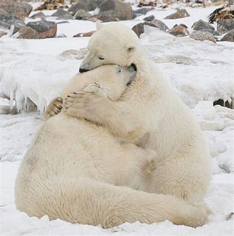 Snuggle Time ♥ Animal Hugs Polar Bear Animals Beautiful