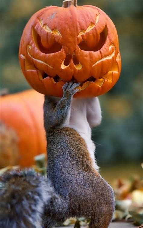 Squirrel Wearing Halloween Pumpkin Mask 4k Ultra Hd Mobile