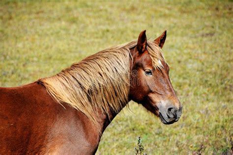 Perfil De La Cabeza De Caballo Fotos De Stock Descarga 622 Fotos