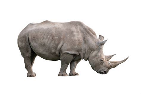 Rhino Side View Stock Photos Pictures And Royalty Free Images Istock