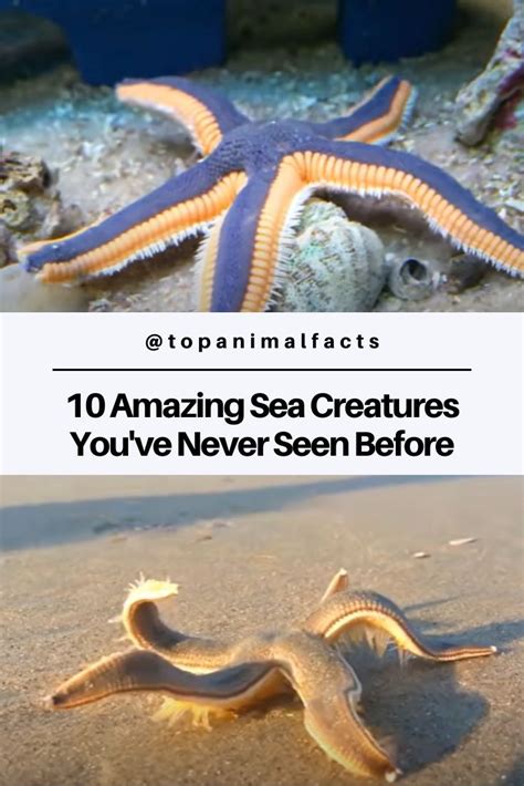 10 Amazing Sea Creatures Youve Never Seen Before Sea Creatures Deep
