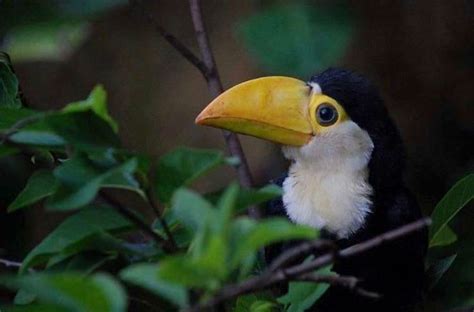 8 Facts About Toucans That Prove What Weird Birds They Are Demilked