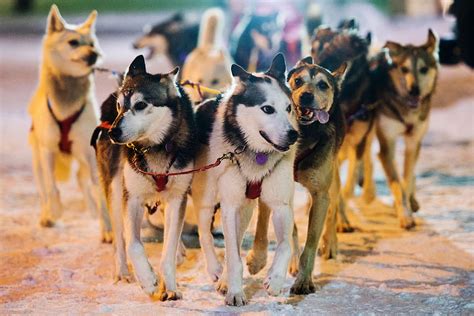Alaska Dog Race Phone Sled Dogs Hd Wallpaper Pxfuel