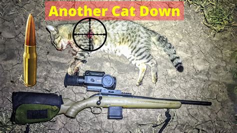 Feral Cat Shooting Youtube