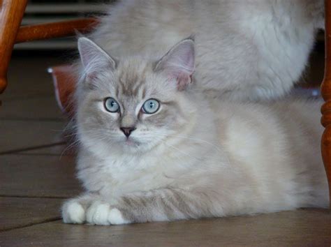 Ragdoll cat trigg meowing and smelling something outside and acting strange learn more about trigg this is katy, one of our ragdoll girls. Sasha - Blue Mitted Lynx Mink Female Ragdoll Cat - www ...