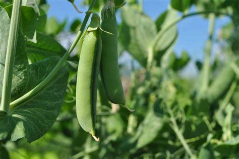 How To Plant And Grow Snap Peas Gardeners Path