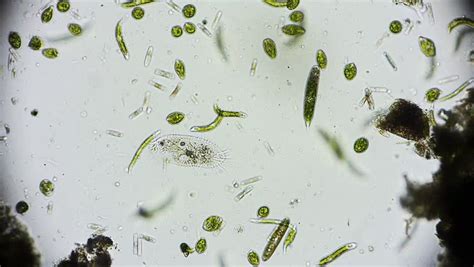 Royalty Free Microorganism Under The Microscope Microcosm 27750127