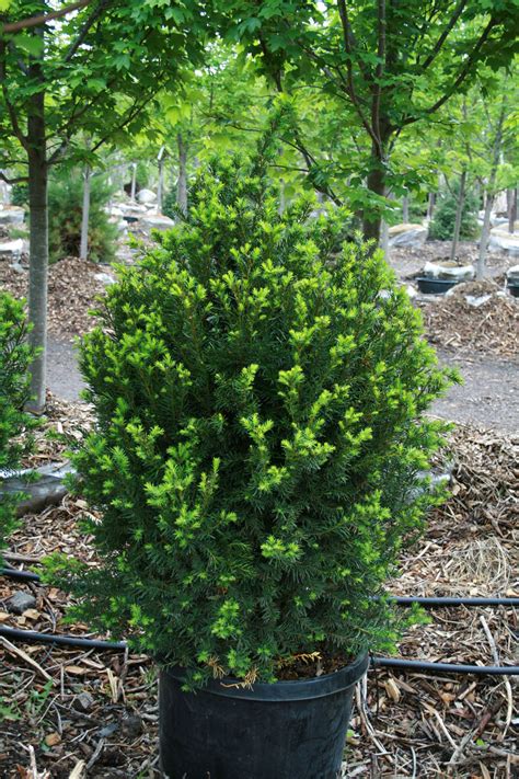 We did not find results for: YEW HICKS For Sale in Boulder Colorado