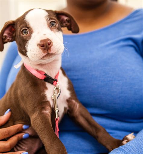 FACE | Low Cost Animal Clinic | Indianapolis, IN