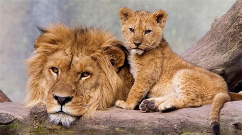 Lion With His Cub