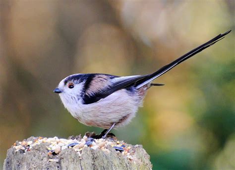 Pin By 🐾🌿🌸☠️🐬 On Beautiful Birds Common British Birds Bird Garden