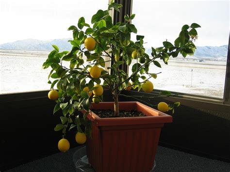 Guide To Meyer Lemon Tree Planting And Grow Guide For Meyer Lemon Tree
