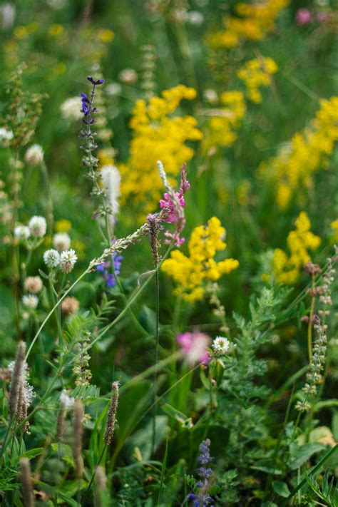 Wildflower Meadow Pictures Download Free Images On Unsplash