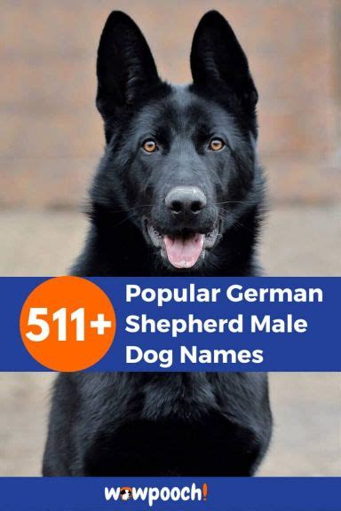 Top 511 Popular German Shepherd Male Dog Names Wowpooch