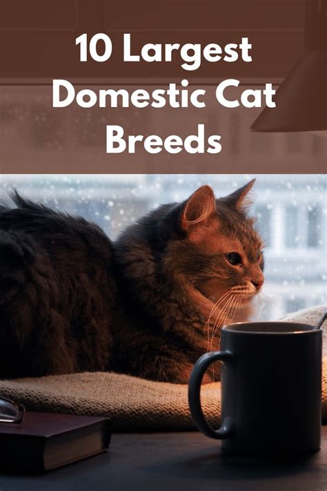 Top 10 Largest Domestic Cat Breeds In The World In 2020