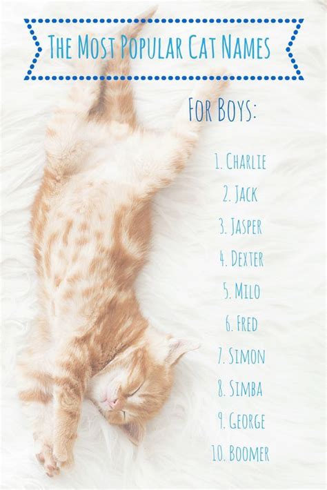 Find a boy kitten name that says my kitty is special. The Most Popular Cat Names In America | Cat names, Most ...