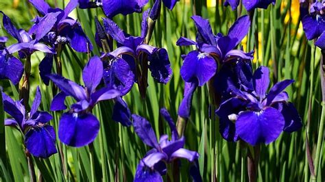 Iris Bunga Bakung Bunga Biru Mekar Berkembang Alam Flora Pikist