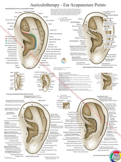 Auriculotherapy Ear Acupuncture European System Poster 18 X 24 Auricular Reflexology Points