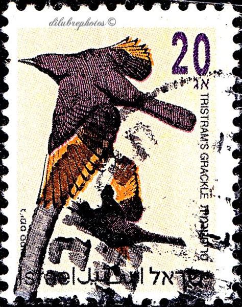 Israel Birds Tristrams Grackle Scott 1134 A498 Issued 1993 Dec 9