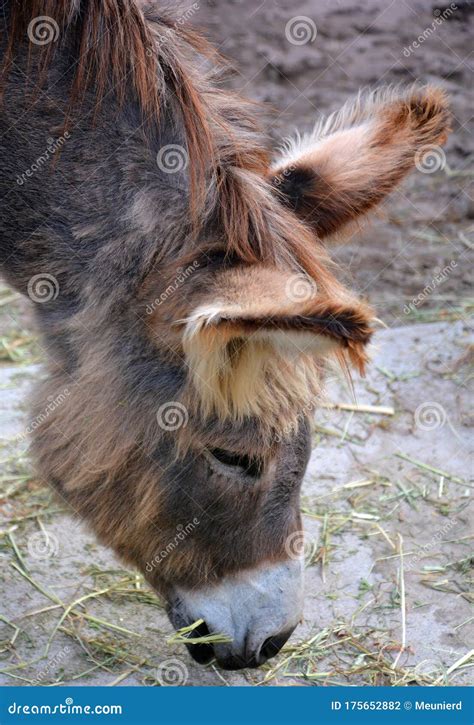 The Donkey Or Equus Africanus Asinus Stock Photo Image Of Africanus