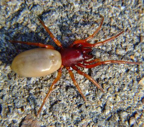 Other British Spiders That Bite The False Widow Spider