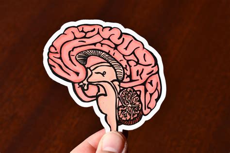 Brain Sticker Neuroscience Laptop Decals Vinyl Die Cut Etsy