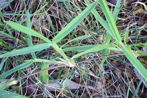 Think grass is just, well… grass? Buffalo grass | Weed Identification - Brisbane City Council