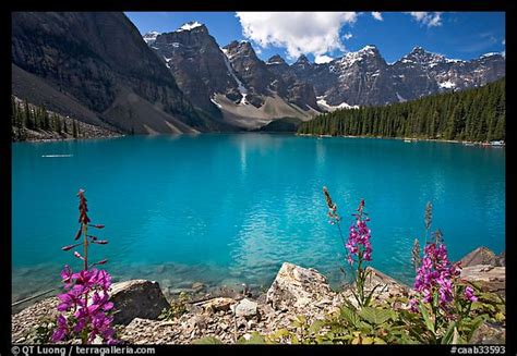 Picturephoto Fireweed And Turquoise Waters Of Moraine