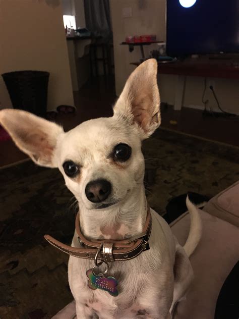 Chihuahua Dogs Chihuahuas White Deer Heads Instagram Video