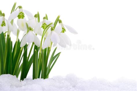 Snowdrops And Snow Stock Image Image Of Beginnings 169543067