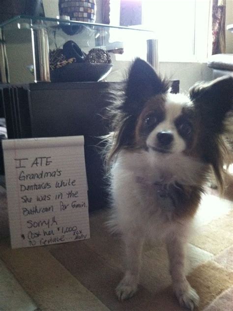 214 Best Images About The Best Of Dog Shaming On Pinterest