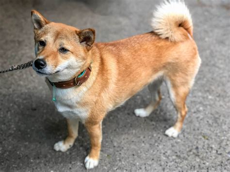 Doge love broke philanthropist @davidlovedoge. Robinhood Adds Dogecoin DOGE Support Amidst Market Surge ...