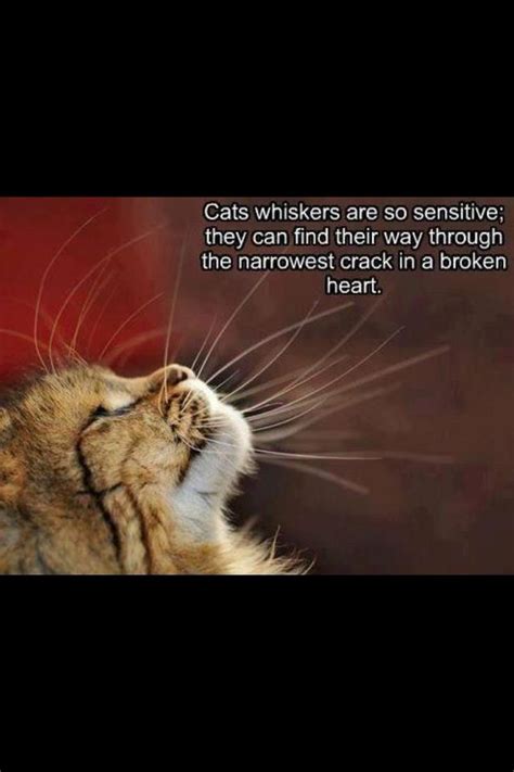 That means they're harder than fur to. 60 best images about Grief & Confort on Pinterest | Love ...