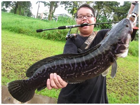 Hal inilah yang membuat toman menjadi spesies terbesar dari sukunya. blog foto foto ikan toman: ikan gabus/toman
