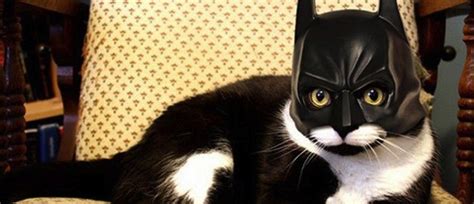 The cat's eye pub book. Batman and Captain America Save Cat From Burning Building ...