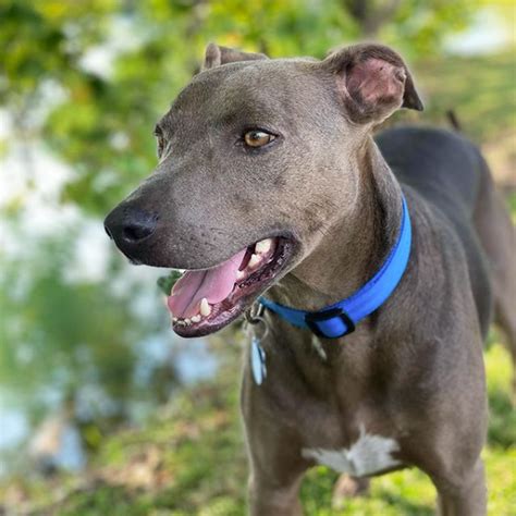 Blue Lacy Dog Breed Information And Characteristics Daily Paws