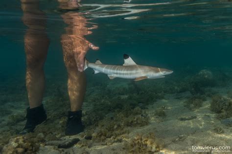 Life In The Shallows Becomes A Trap For Baby Sharks Jul 2020 Jcu