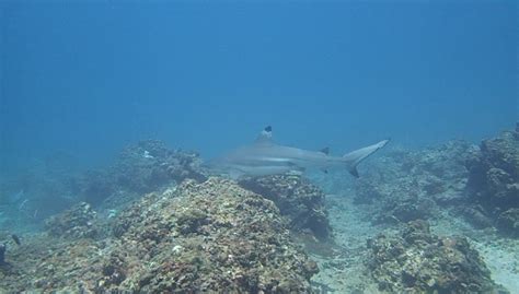 Phi Phi Island And Shark Point Diving · Local Dive Thailand