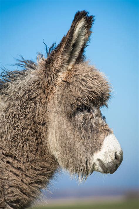Grey Donkey With Blue Sky Stock Image Image Of Face 30470929