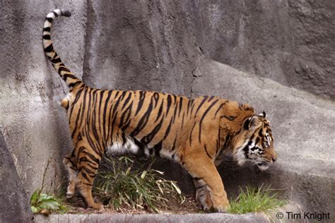 Difference Between Bengal And Sumatran Tiger Page 2 Animal Vs Animal