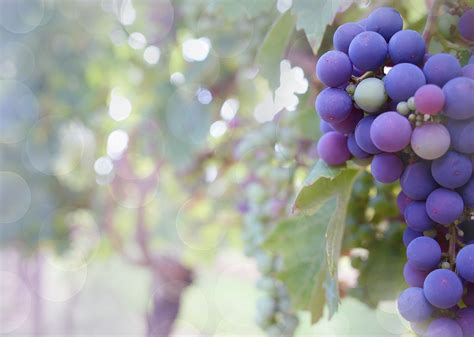 Grapes Purple Vineyard Free Photo On Pixabay
