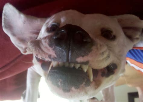 Pin By Jennifer Allred On Stinking Cute American Pitbull Terrier