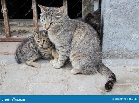 Three Cute Homeless Kittens Playing In Front Of Iron Rusty Fence Stock