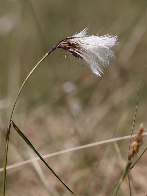 Eriophorum Angustifolium Common Cottongrass Hugh Knott
