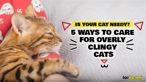 Is Your Cat Needy 5 Ways To Care For Overly Clingy Cats Toe Beans