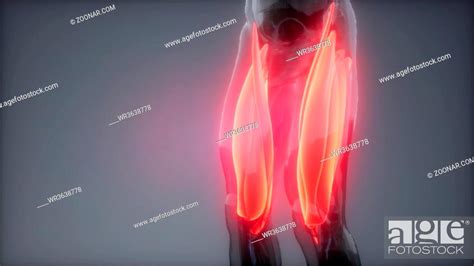 Thigh Muscles Visible Muscle Anatomy Map Stock Photo Picture And