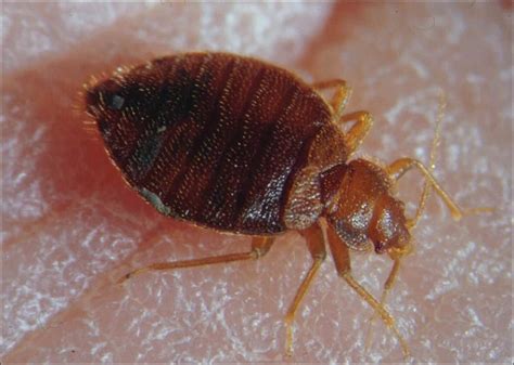 Small Bed Bugs How Size Matters Pestseek