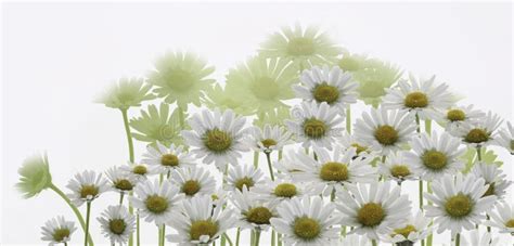 Daisy White Marguerite Flowers Stock Photo Image Of Grow Plain 31531302